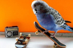 Як розумні птахи? Як розумні птахи?